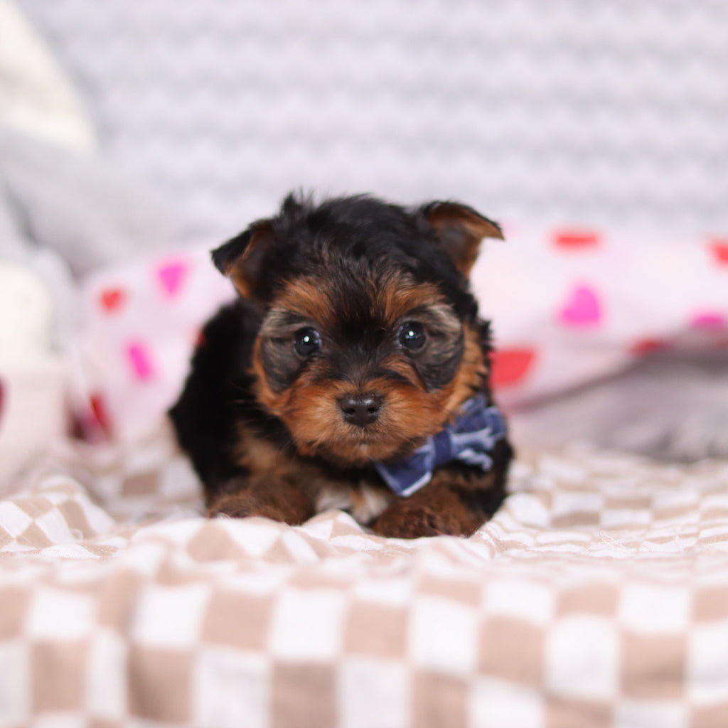 Raven - Available 2/19