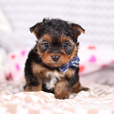 Raven - Available 2/19