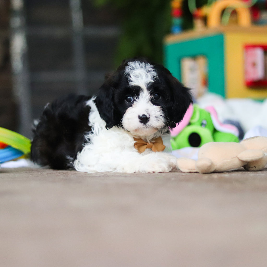 Gustav - Available 8/6