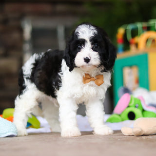 Gustav - Available 8/6