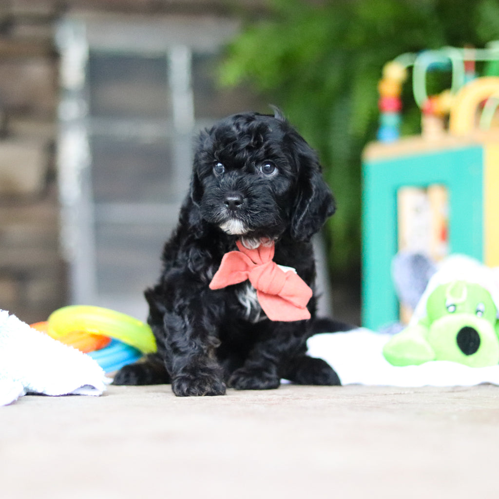 Gruff - Available 8/6