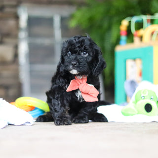 Gruff - Available 8/6