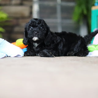 Gruff - Available 8/6