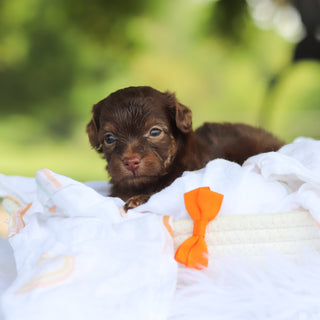 Pongo - Available 8/13