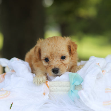 Patrick - Available 8/13