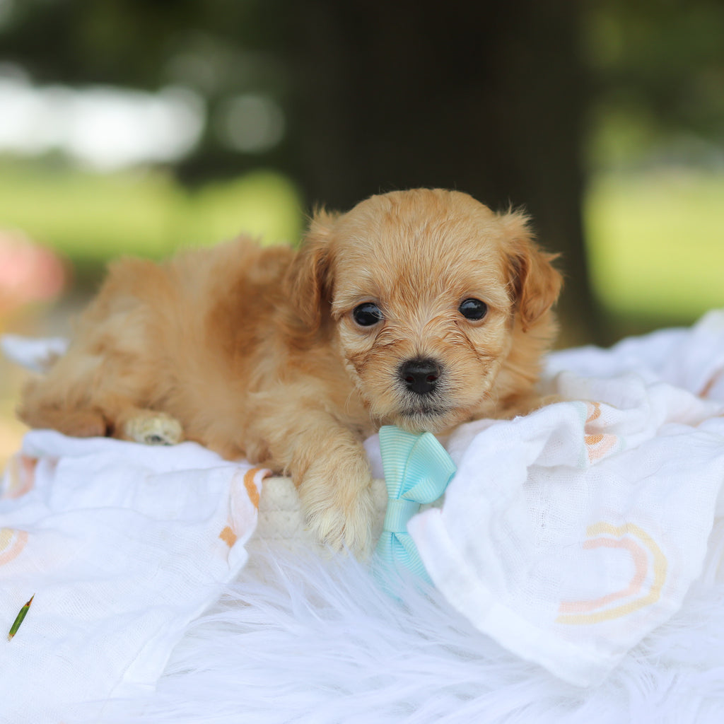 Patrick - Available 8/13
