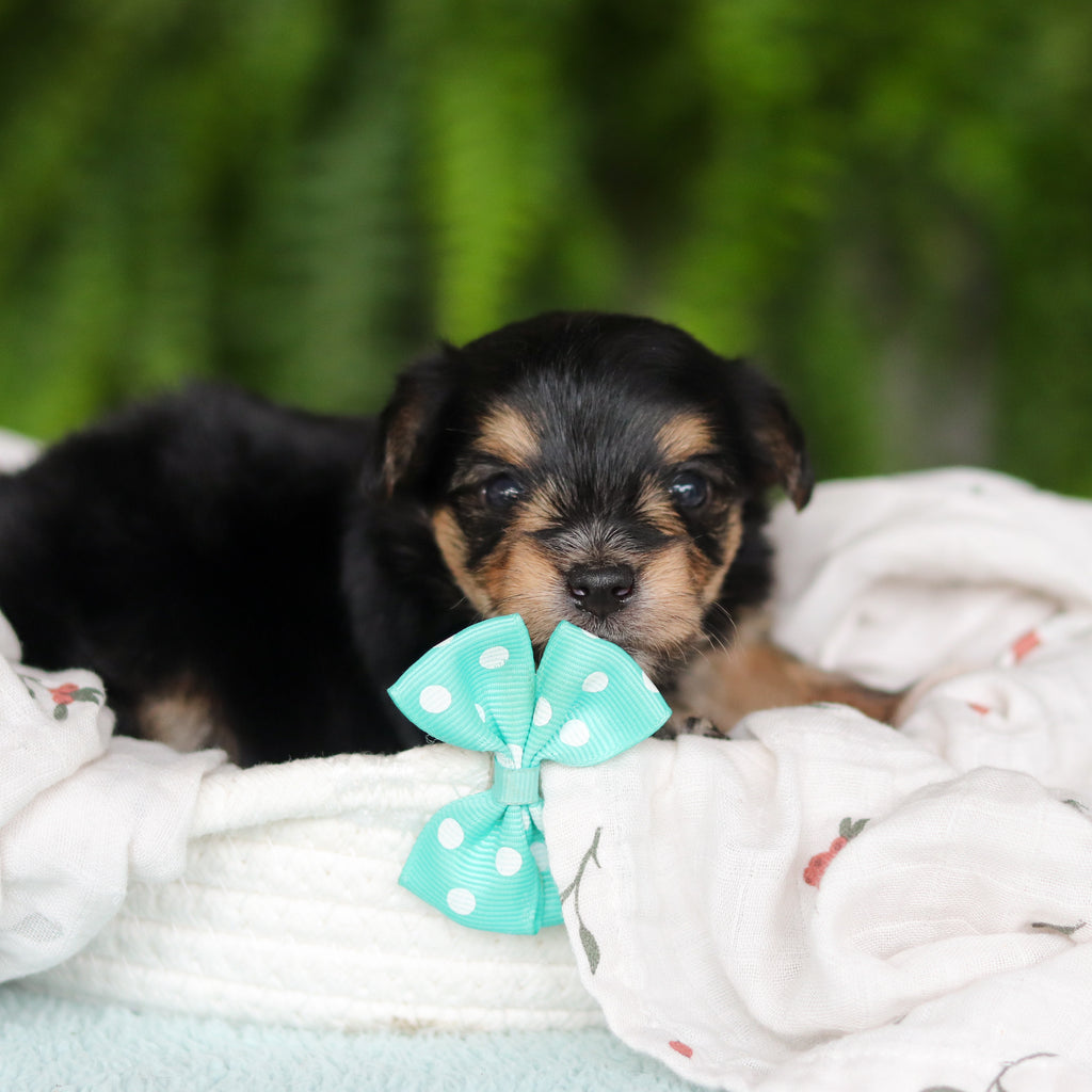 Marco - Available 8/27