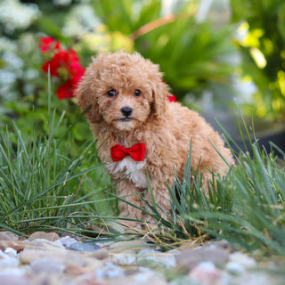 Oslo - Available 8/20