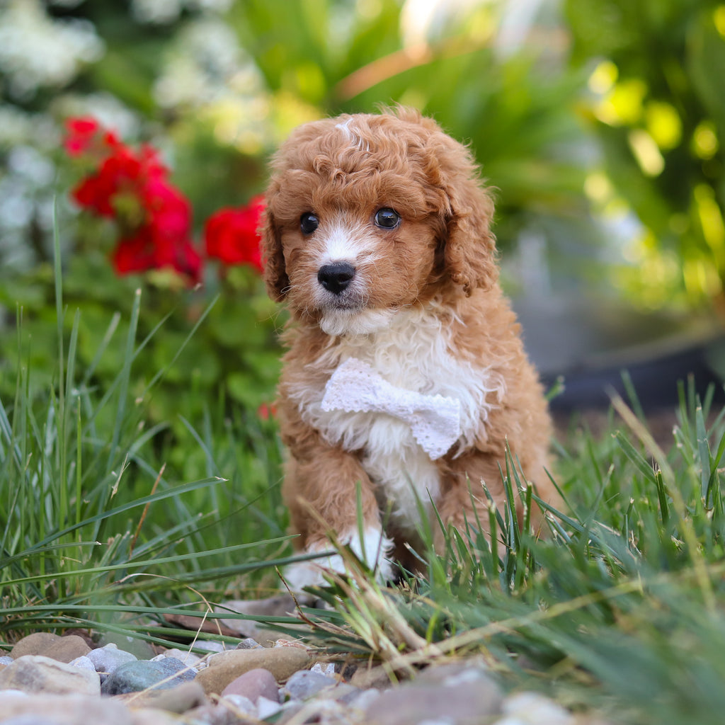 Otis - Available 8/20