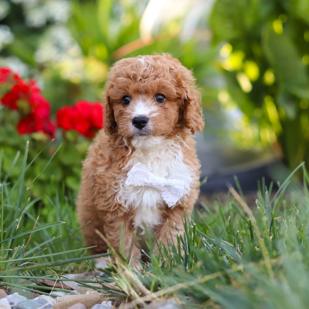 Otis - Available 8/20