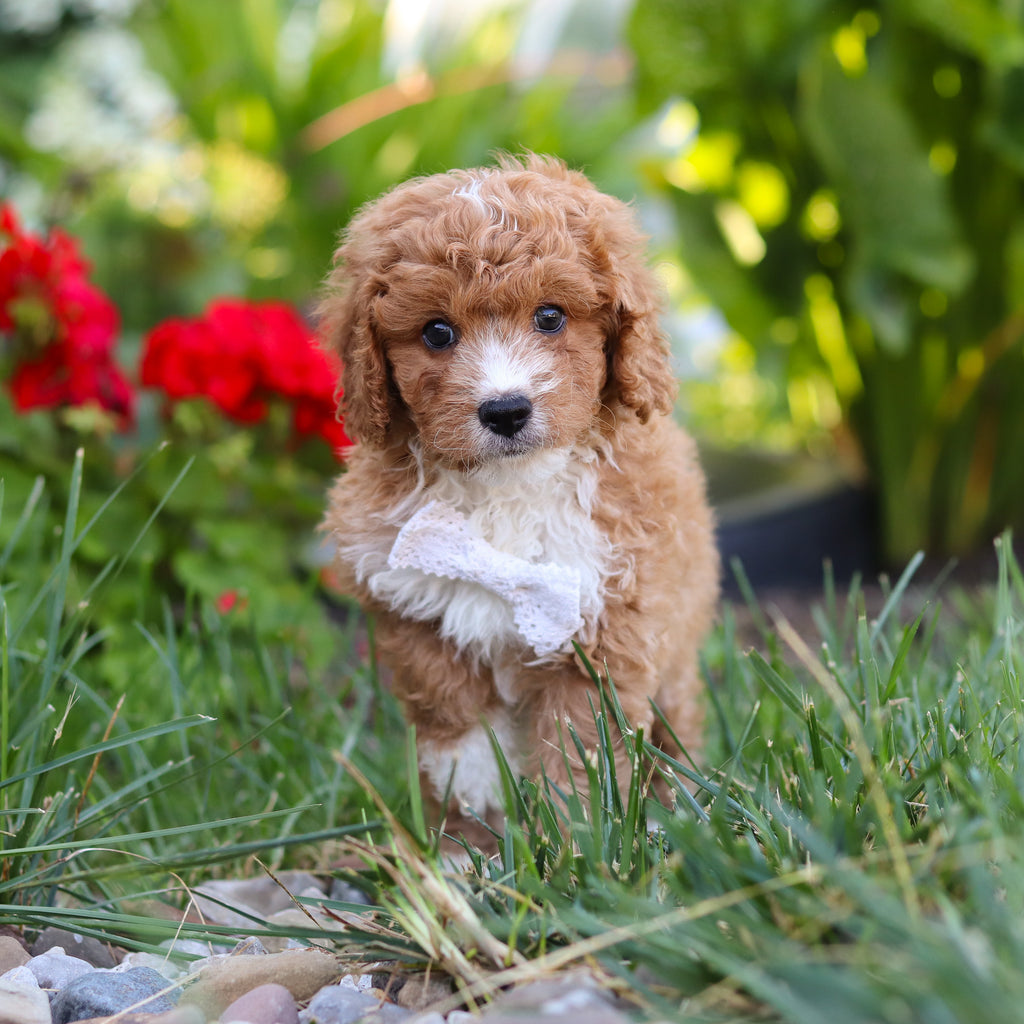 Otis - Available 8/20