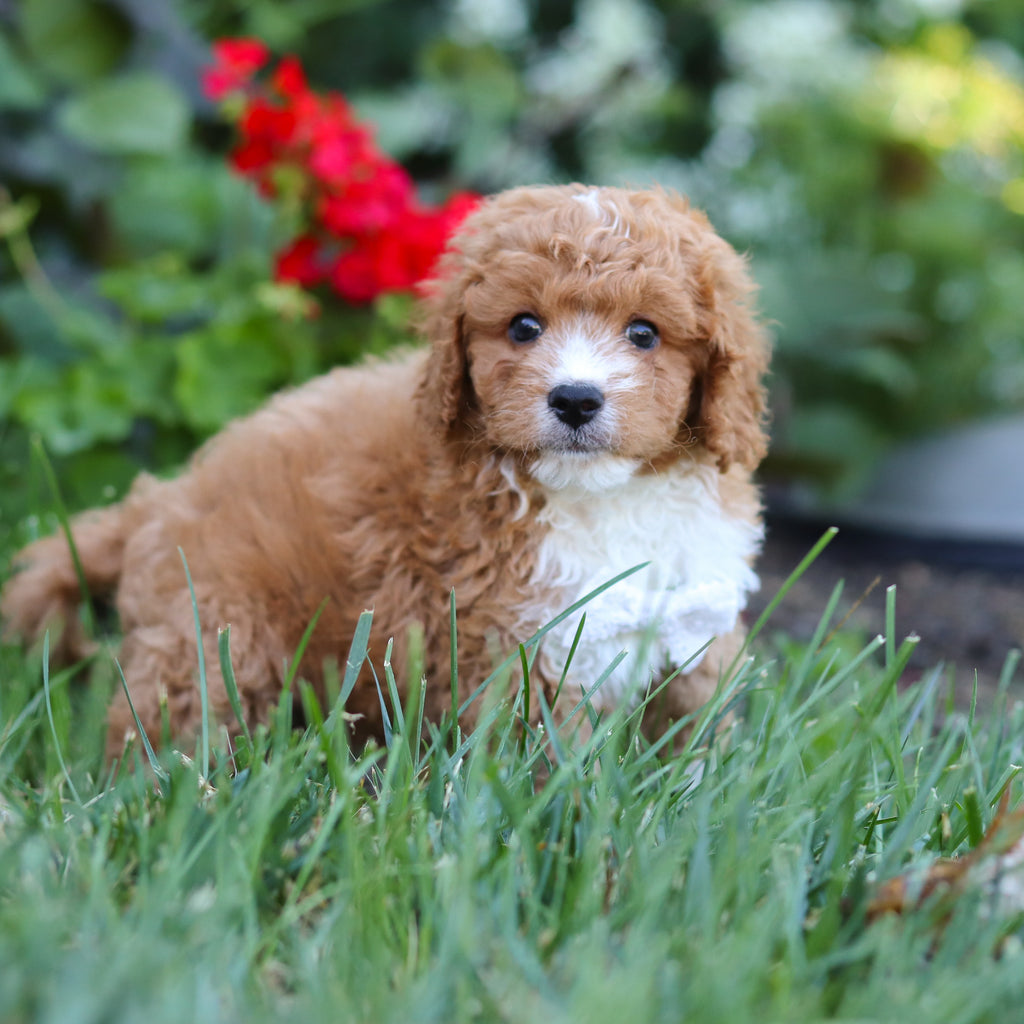 Otis - Available 8/20
