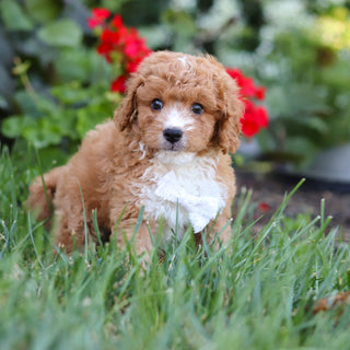 Otis - Available 8/20