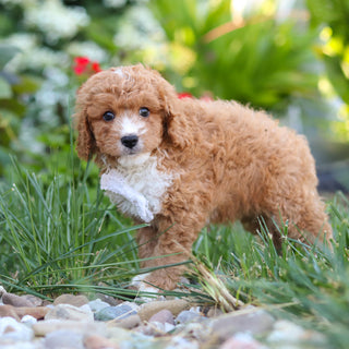 Otis - Available 8/20