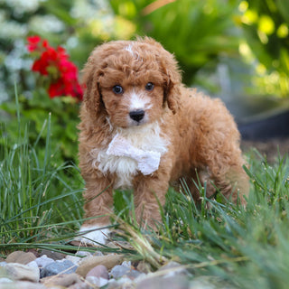 Otis - Available 8/20
