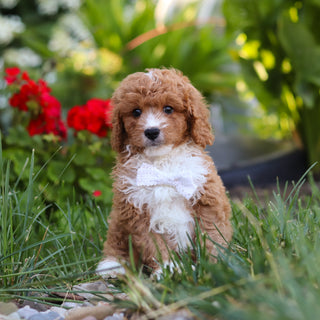 Otis - Available 8/20