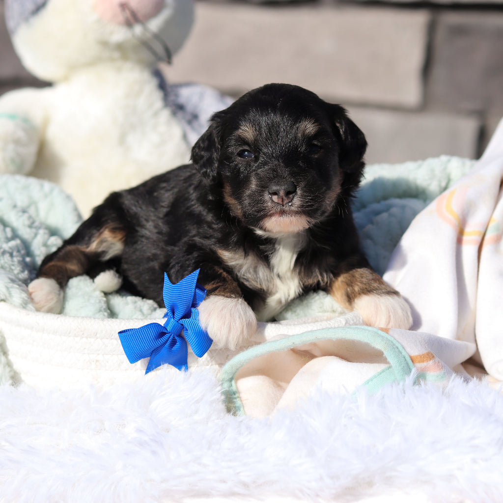 Reggie - Available 6/18