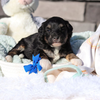 Reggie - Available 6/18