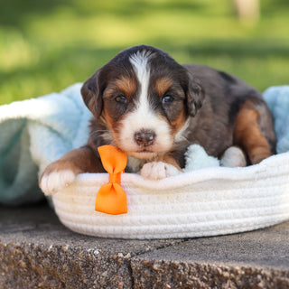 Rocko - Available 6/18