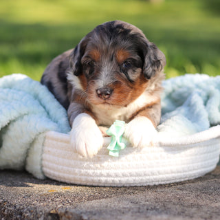 Rondo - Available 6/18