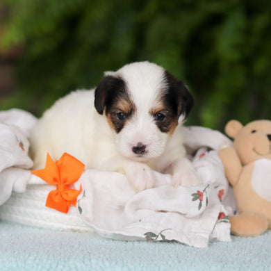 Elvis - Available 8/27