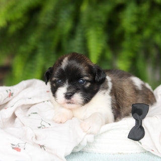 Gibby - Available 8/27