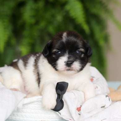 Gibby - Available 8/27
