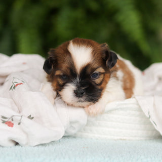 Georgie - Available 8/27