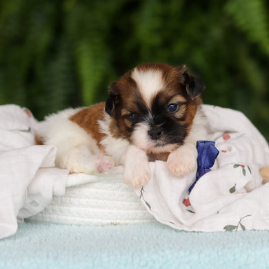Georgie - Available 8/27