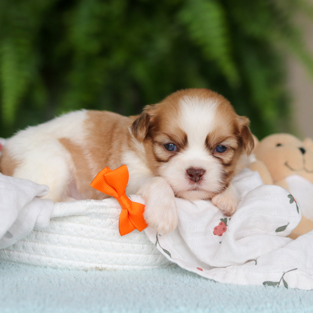 Gunther - Available 8/27