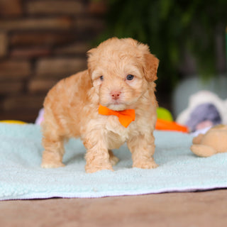 Neal - Available 8/13