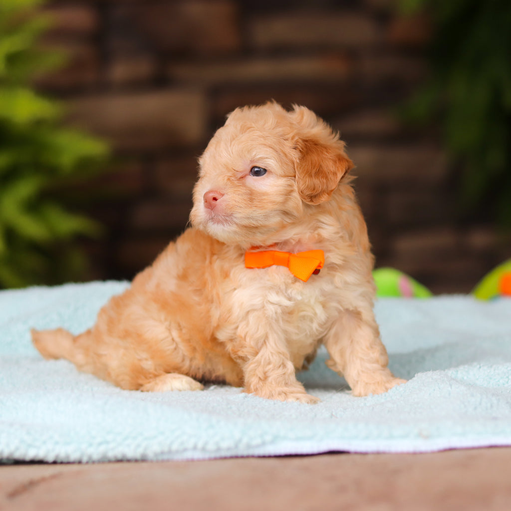 Neal - Available 8/13