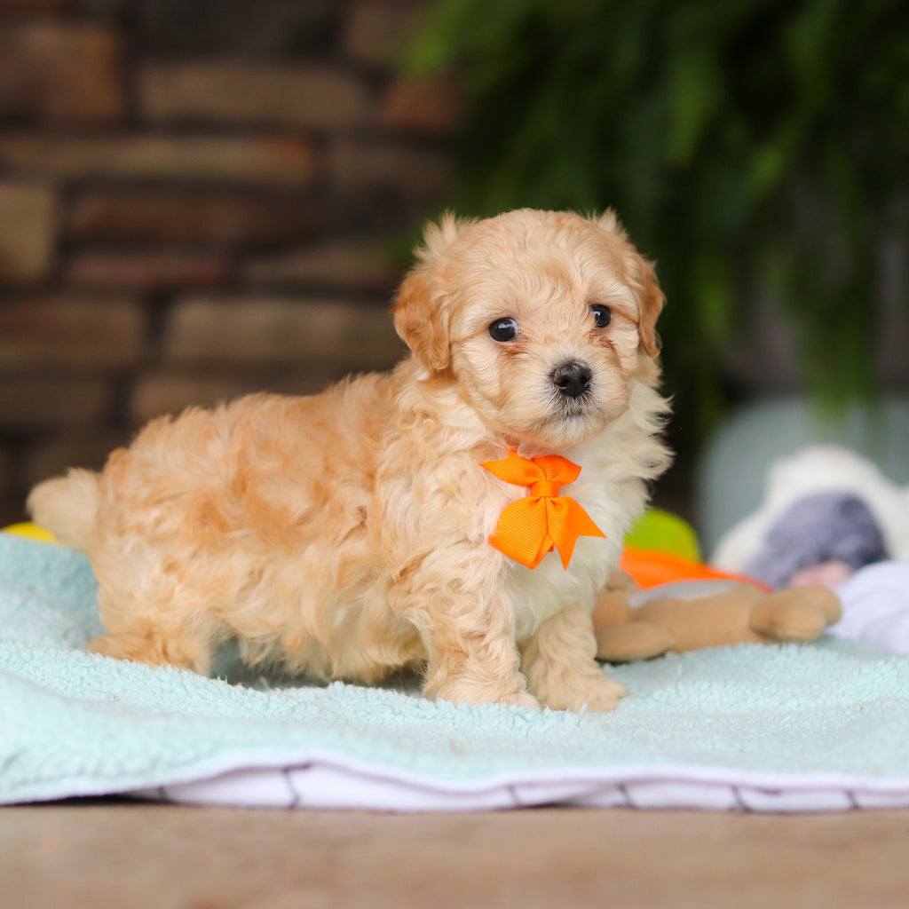 Nacho - Available 8/13
