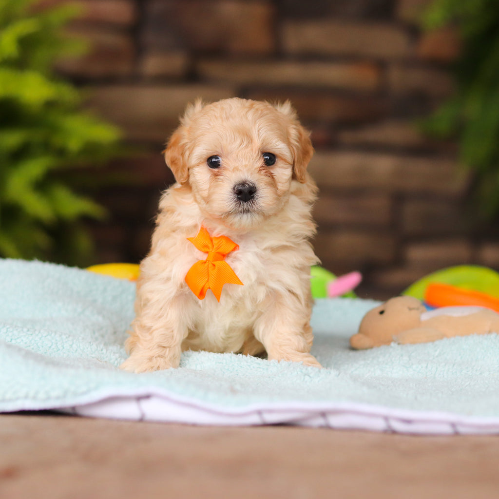 Nacho - Available 8/13