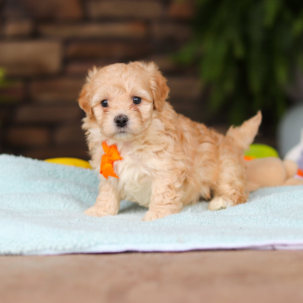 Nacho - Available 8/13
