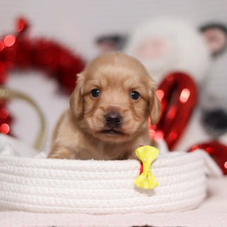 Luca - Available 3/5