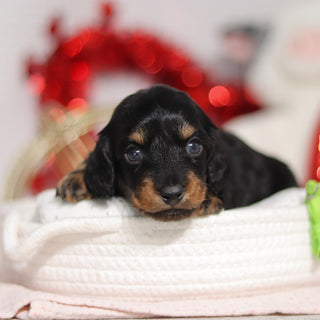 Oakley - Available 3/5