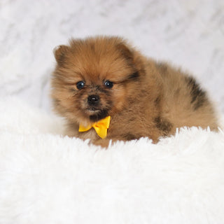 Parker - Available 2/26