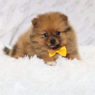 Parker - Available 2/26