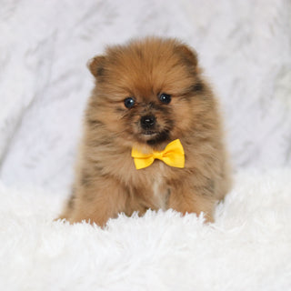 Parker - Available 2/26