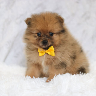 Parker - Available 2/26