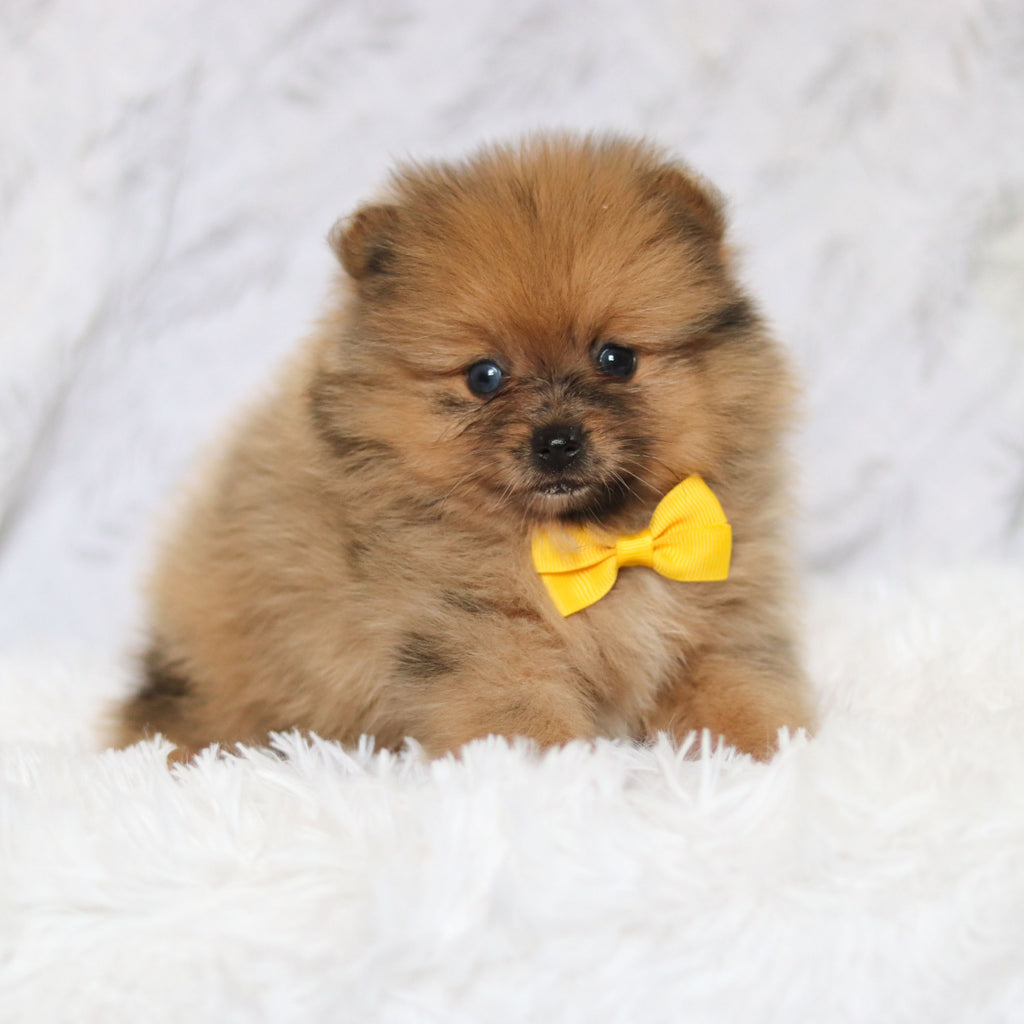 Parker - Available 2/26