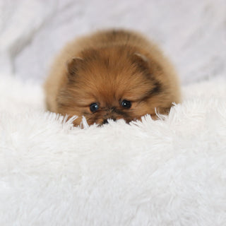 Parker - Available 2/26