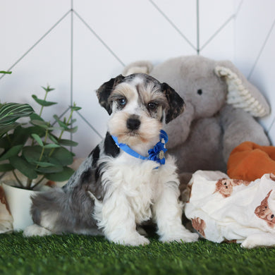 Zuri - Available 2/18