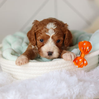 Cohen - Available 3/19