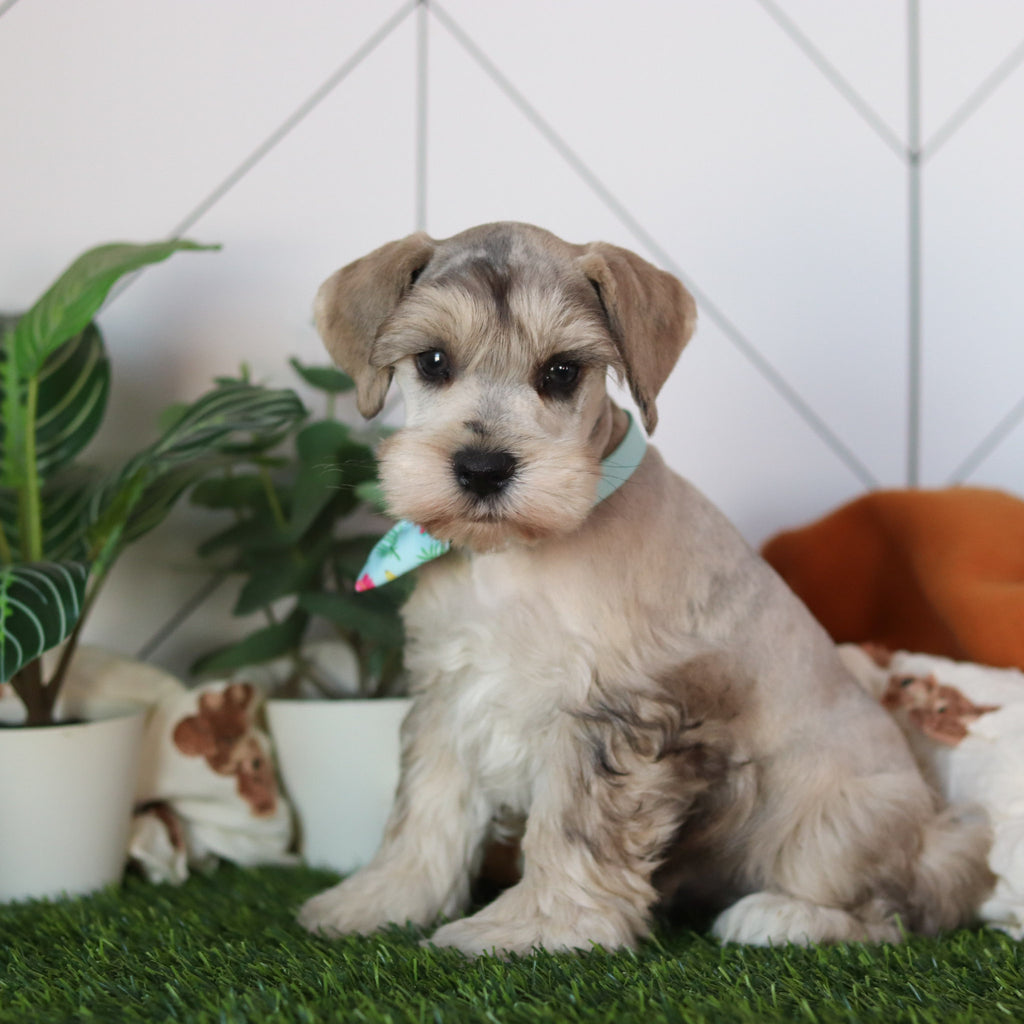 Hughes - Available 2/18