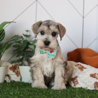 Hughes - Available 2/18