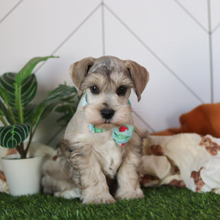 Hughes - Available 2/18