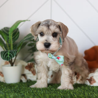 Hughes - Available 2/18