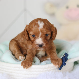 Colson - Available 3/19